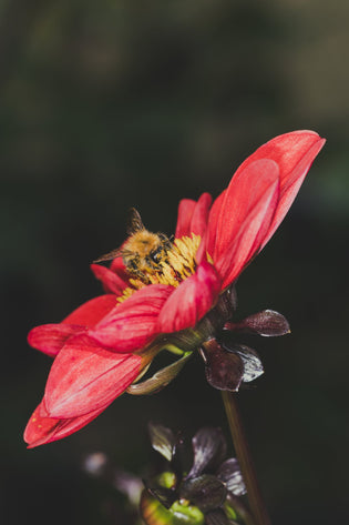  Different honey the bees make depending on flowers