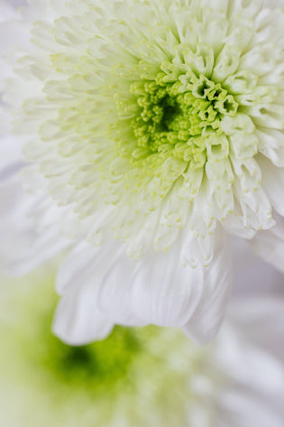  flower wholesaler Hong Kong