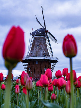  The ultimate guide to flowers from Holland