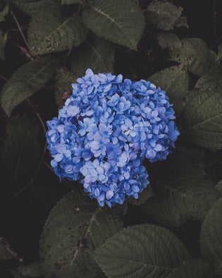  hydrangeas florist HK