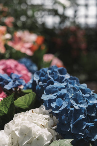  A guide to hydrangeas