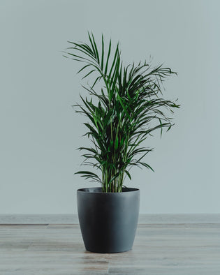  Indoor plants that are ideal for Hong Kong