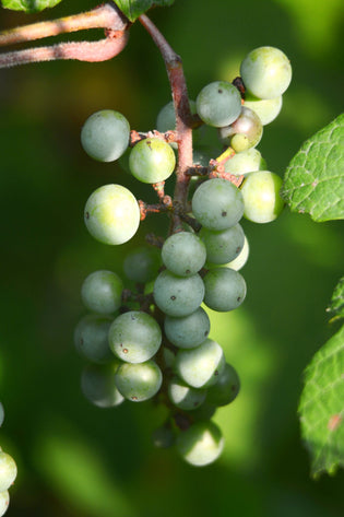  Fruit baskets: Guide to Shine Muscat Grapes