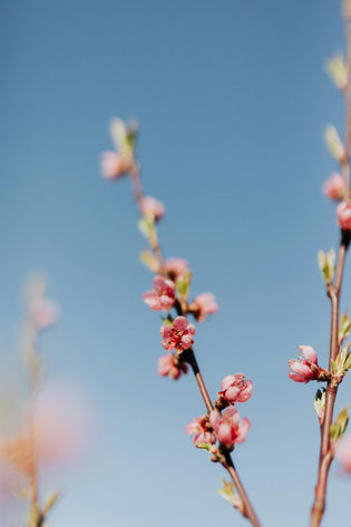  Where to buy your Chinese New Year Flowers in 2024