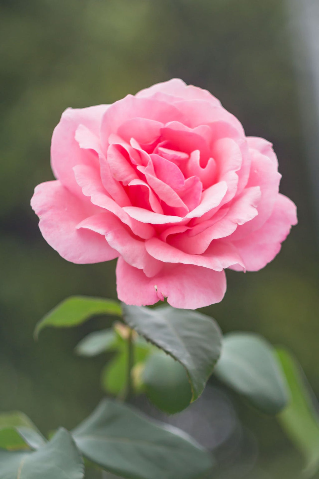 Tonic Blooms