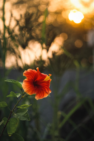  Some people think sending flowers is a total waste of money