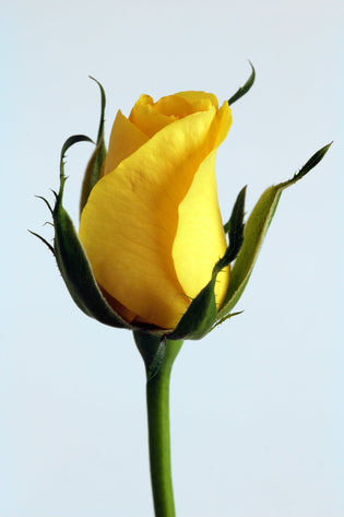  yellow rose hk